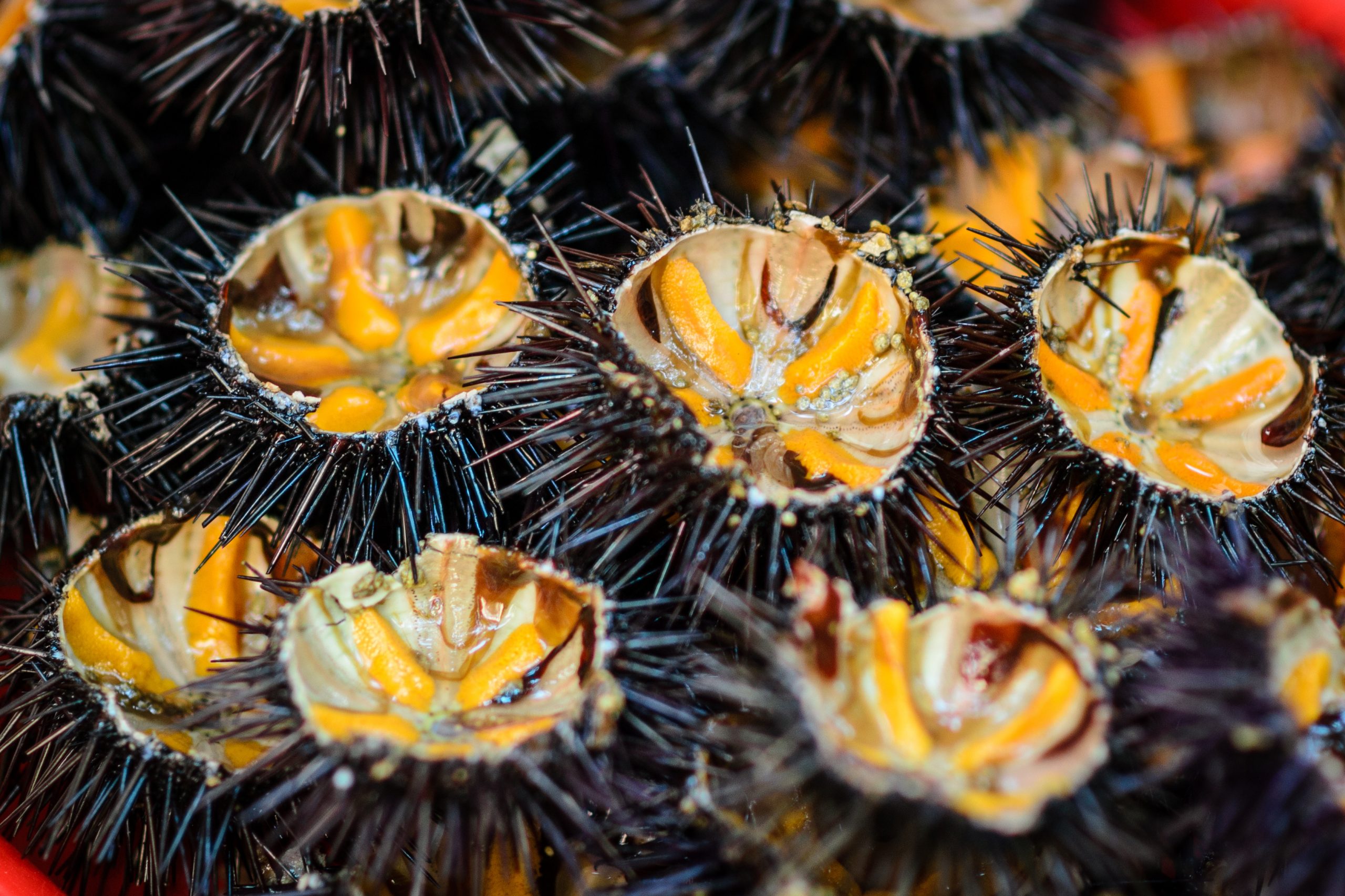 Bogamarins in Alghero