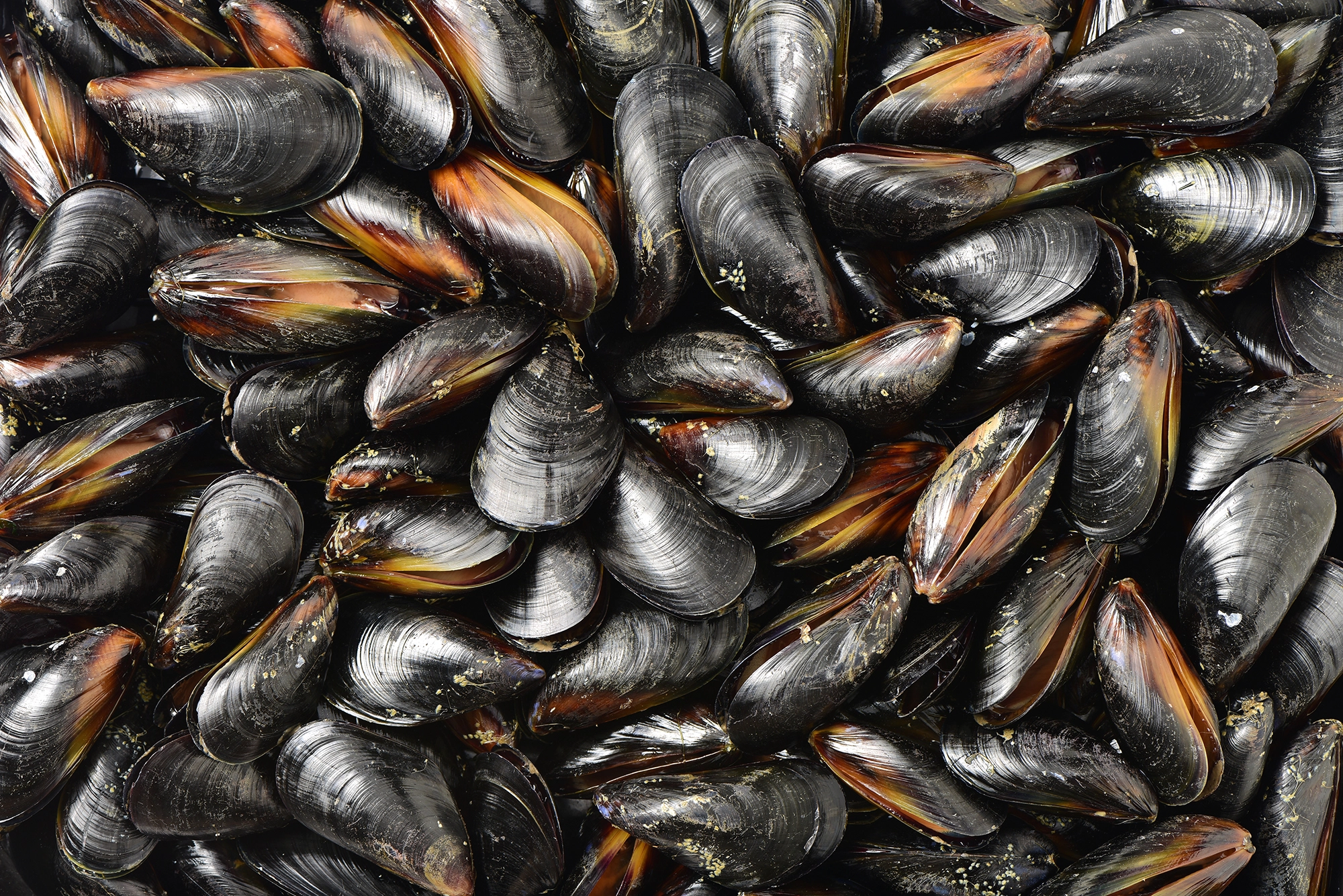 Fresh mussels