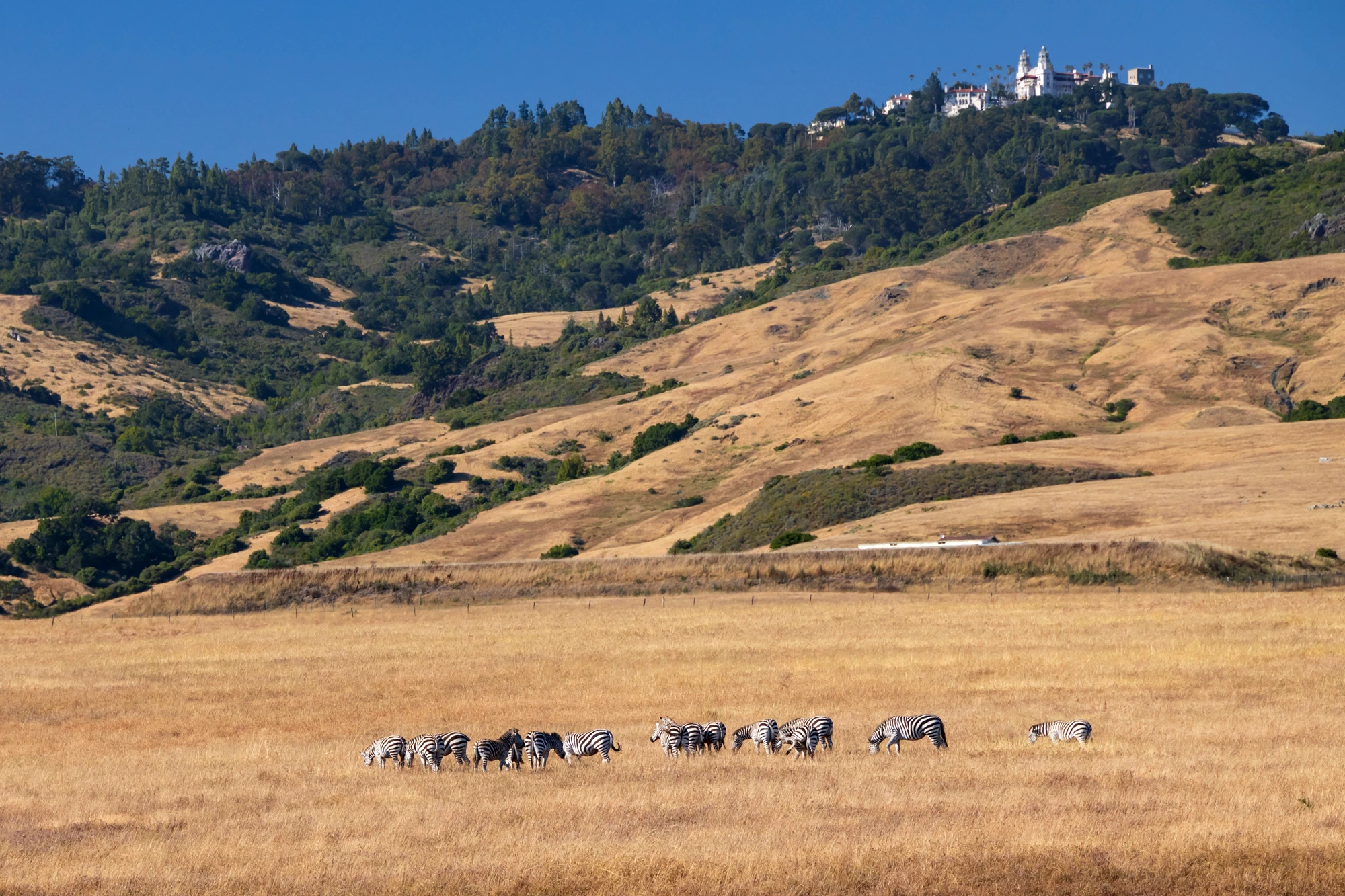 Zebras at Hearst Castle